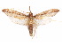  (Palinorsa - CCDB-29461-A11)  @14 [ ] CreativeCommons - Attribution (2017) CBG Photography Group Centre for Biodiversity Genomics