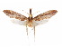  ( - CCDB-29461-A12)  @13 [ ] CreativeCommons - Attribution (2017) CBG Photography Group Centre for Biodiversity Genomics