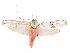  ( - CCDB-29461-B05)  @11 [ ] CreativeCommons - Attribution (2017) CBG Photography Group Centre for Biodiversity Genomics