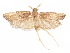  (Glyphidocera advenae - CCDB-29461-C03)  @14 [ ] CreativeCommons - Attribution (2017) CBG Photography Group Centre for Biodiversity Genomics