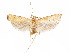  ( - CCDB-29461-C04)  @11 [ ] CreativeCommons - Attribution (2017) CBG Photography Group Centre for Biodiversity Genomics
