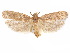  (Glyphidocera aedis - CCDB-29461-C07)  @11 [ ] CreativeCommons - Attribution (2017) CBG Photography Group Centre for Biodiversity Genomics