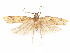  (Glyphidocera arakawae - CCDB-29461-C10)  @14 [ ] CreativeCommons - Attribution (2017) CBG Photography Group Centre for Biodiversity Genomics