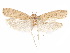  (Glyphidocera mumiella - CCDB-29461-C12)  @11 [ ] CreativeCommons - Attribution (2017) CBG Photography Group Centre for Biodiversity Genomics