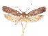  ( - CCDB-29461-D01)  @11 [ ] CreativeCommons - Attribution (2017) CBG Photography Group Centre for Biodiversity Genomics