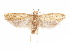  ( - CCDB-29461-D02)  @11 [ ] CreativeCommons - Attribution (2017) CBG Photography Group Centre for Biodiversity Genomics