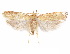  (Glyphidocera brumae - CCDB-29461-D03)  @11 [ ] CreativeCommons - Attribution (2017) CBG Photography Group Centre for Biodiversity Genomics