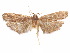  (Glyphidocera coronae - CCDB-29461-D08)  @11 [ ] CreativeCommons - Attribution (2017) CBG Photography Group Centre for Biodiversity Genomics