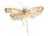  (Glyphidocera coturnicis - CCDB-29461-D10)  @11 [ ] CreativeCommons - Attribution (2017) CBG Photography Group Centre for Biodiversity Genomics