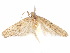  ( - CCDB-29461-D11)  @11 [ ] CreativeCommons - Attribution (2017) CBG Photography Group Centre for Biodiversity Genomics