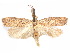  (Glyphidocera crocogramma - CCDB-29461-D12)  @11 [ ] CreativeCommons - Attribution (2017) CBG Photography Group Centre for Biodiversity Genomics