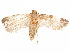  (Glyphidocera cryphiodes - CCDB-29461-E01)  @11 [ ] CreativeCommons - Attribution (2017) CBG Photography Group Centre for Biodiversity Genomics