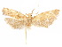  (Glyphidocera eminetiae - CCDB-29461-E03)  @11 [ ] CreativeCommons - Attribution (2017) CBG Photography Group Centre for Biodiversity Genomics
