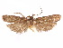  ( - CCDB-29461-E05)  @11 [ ] CreativeCommons - Attribution (2017) CBG Photography Group Centre for Biodiversity Genomics