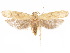  ( - CCDB-29461-E07)  @11 [ ] CreativeCommons - Attribution (2017) CBG Photography Group Centre for Biodiversity Genomics