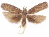  ( - CCDB-29461-E09)  @11 [ ] CreativeCommons - Attribution (2017) CBG Photography Group Centre for Biodiversity Genomics