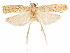  (Glyphidocera glaebae - CCDB-29461-E10)  @11 [ ] CreativeCommons - Attribution (2017) CBG Photography Group Centre for Biodiversity Genomics