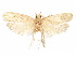  ( - CCDB-29461-E11)  @11 [ ] CreativeCommons - Attribution (2017) CBG Photography Group Centre for Biodiversity Genomics