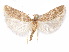  ( - CCDB-29461-F03)  @11 [ ] CreativeCommons - Attribution (2017) CBG Photography Group Centre for Biodiversity Genomics