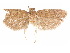  (Glyphidocera infulae - CCDB-29461-F04)  @11 [ ] CreativeCommons - Attribution (2017) CBG Photography Group Centre for Biodiversity Genomics