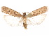  ( - CCDB-29461-F08)  @14 [ ] CreativeCommons - Attribution (2017) CBG Photography Group Centre for Biodiversity Genomics