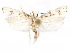  ( - CCDB-29461-F10)  @11 [ ] CreativeCommons - Attribution (2017) CBG Photography Group Centre for Biodiversity Genomics