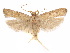  ( - CCDB-29461-F12)  @11 [ ] CreativeCommons - Attribution (2017) CBG Photography Group Centre for Biodiversity Genomics