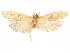  (Glyphidocera novercae - CCDB-29461-G02)  @11 [ ] CreativeCommons - Attribution (2017) CBG Photography Group Centre for Biodiversity Genomics
