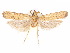  (Glyphidocera plebis - CCDB-29461-G06)  @11 [ ] CreativeCommons - Attribution (2017) CBG Photography Group Centre for Biodiversity Genomics