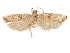  ( - CCDB-29461-G09)  @11 [ ] CreativeCommons - Attribution (2017) CBG Photography Group Centre for Biodiversity Genomics