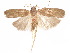  (Glyphidocera recticostella - CCDB-29461-G10)  @11 [ ] CreativeCommons - Attribution (2017) CBG Photography Group Centre for Biodiversity Genomics