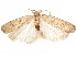  (Glyphidocera rhypara - CCDB-29461-G12)  @11 [ ] CreativeCommons - Attribution (2017) CBG Photography Group Centre for Biodiversity Genomics