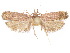  ( - CCDB-29461-H05)  @11 [ ] CreativeCommons - Attribution (2017) CBG Photography Group Centre for Biodiversity Genomics