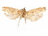 (Glyphidocera tibiae - CCDB-29461-H06)  @11 [ ] CreativeCommons - Attribution (2017) CBG Photography Group Centre for Biodiversity Genomics