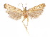  (Glyphidocera vappae - CCDB-29461-H08)  @11 [ ] CreativeCommons - Attribution (2017) CBG Photography Group Centre for Biodiversity Genomics