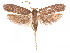  (Glyphidocera virgulae - CCDB-29461-H10)  @11 [ ] CreativeCommons - Attribution (2017) CBG Photography Group Centre for Biodiversity Genomics