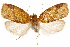  (Aoupinieta hollowayi - CCDB-29462-A03)  @11 [ ] CreativeCommons - Attribution (2018) CBG Photography Group Centre for Biodiversity Genomics