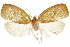  ( - CCDB-29462-A05)  @11 [ ] CreativeCommons - Attribution (2018) CBG Photography Group Centre for Biodiversity Genomics