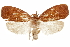  ( - CCDB-29462-A06)  @11 [ ] CreativeCommons - Attribution (2018) CBG Photography Group Centre for Biodiversity Genomics