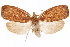  (Aoupinieta mountpanieae - CCDB-29462-A07)  @11 [ ] CreativeCommons - Attribution (2018) CBG Photography Group Centre for Biodiversity Genomics