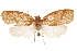  (Aoupinieta silacea - CCDB-29462-A09)  @11 [ ] CreativeCommons - Attribution (2018) CBG Photography Group Centre for Biodiversity Genomics