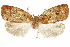 ( - CCDB-29462-A11)  @11 [ ] CreativeCommons - Attribution (2018) CBG Photography Group Centre for Biodiversity Genomics