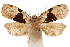  (Cryptoptila ectopa - CCDB-29462-B12)  @11 [ ] CreativeCommons - Attribution (2018) CBG Photography Group Centre for Biodiversity Genomics