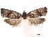  ( - CCDB-29462-C02)  @11 [ ] CreativeCommons - Attribution (2018) CBG Photography Group Centre for Biodiversity Genomics