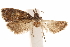  (Lopharcha pullata - CCDB-29462-D06)  @11 [ ] CreativeCommons - Attribution (2018) CBG Photography Group Centre for Biodiversity Genomics