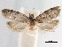  ( - CCDB-29462-D12)  @11 [ ] CreativeCommons - Attribution (2018) CBG Photography Group Centre for Biodiversity Genomics