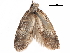  ( - CCDB-29462-F05)  @11 [ ] CreativeCommons - Attribution (2018) CBG Photography Group Centre for Biodiversity Genomics