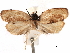  (Dichelopa litota - CCDB-29462-G06)  @11 [ ] CreativeCommons - Attribution (2018) CBG Photography Group Centre for Biodiversity Genomics