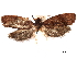  (Dichelopa lamii - CCDB-29462-G07)  @11 [ ] CreativeCommons - Attribution (2018) CBG Photography Group Centre for Biodiversity Genomics