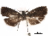  ( - CCDB-29462-H02)  @11 [ ] CreativeCommons - Attribution (2018) CBG Photography Group Centre for Biodiversity Genomics